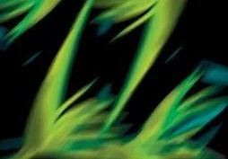 Bird of Paradise print
